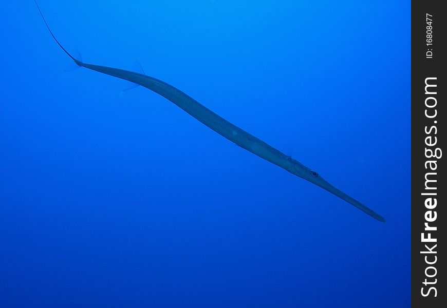 A swimming trumpet fish in the blue