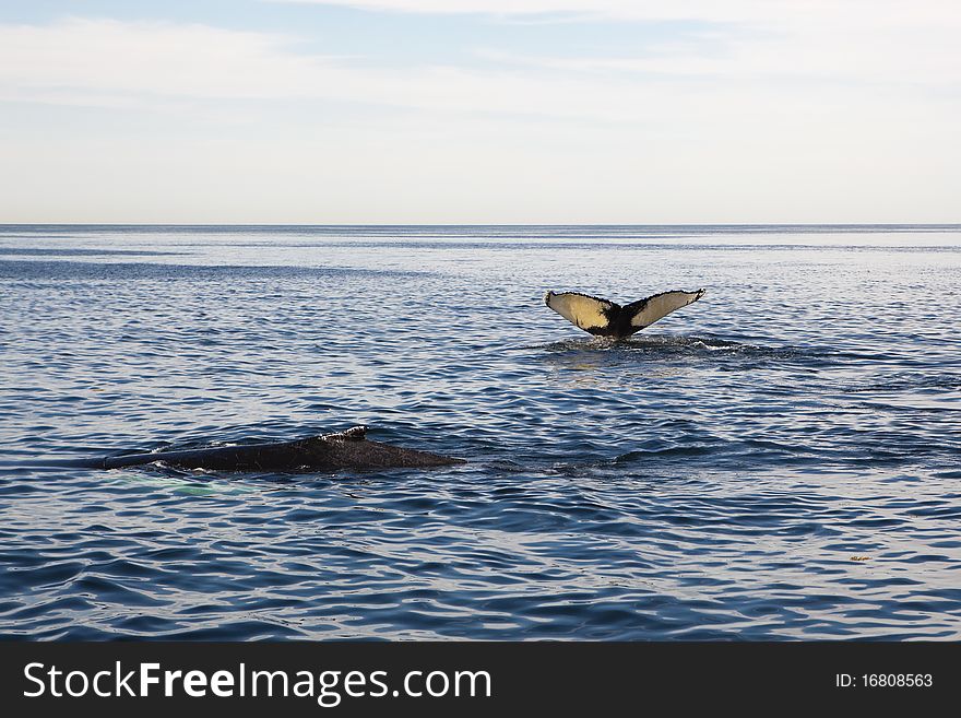 Two whales swimming in the sea near hyannis port, massachusetts, usa. Two whales swimming in the sea near hyannis port, massachusetts, usa.