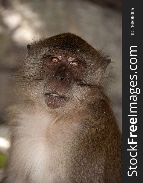 Close-up of a monkey at monkey beach, kho phi phi, thailand. Close-up of a monkey at monkey beach, kho phi phi, thailand