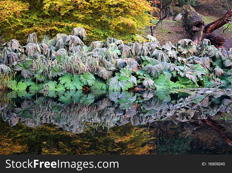 Reflection of large wilted leaves in a lake