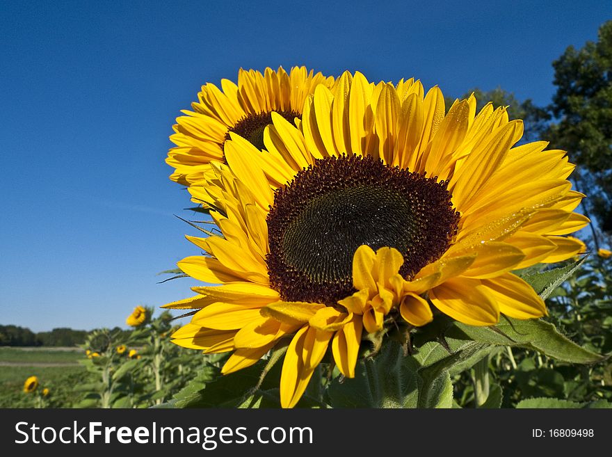 Close-up of a sunflower on bright and sunny morning. Morning dew is visible on some petals.