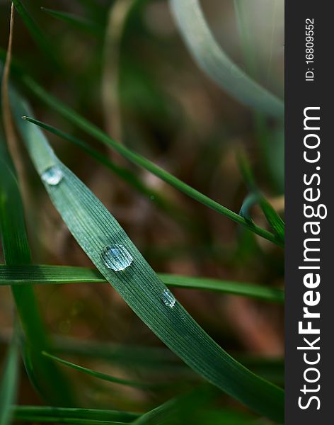 Fresh green grass with water drop and sun light. Fresh green grass with water drop and sun light