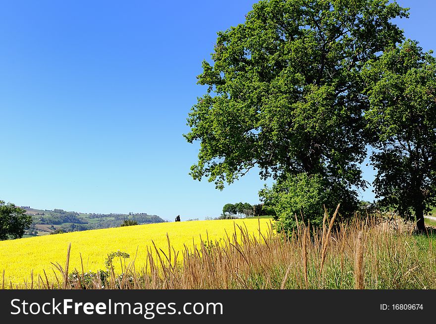 A big oak stands near a yellow field on a spring sunny day. A big oak stands near a yellow field on a spring sunny day