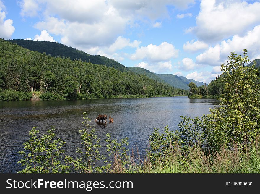 Mooses in Jacques Cartier national park, Quebec