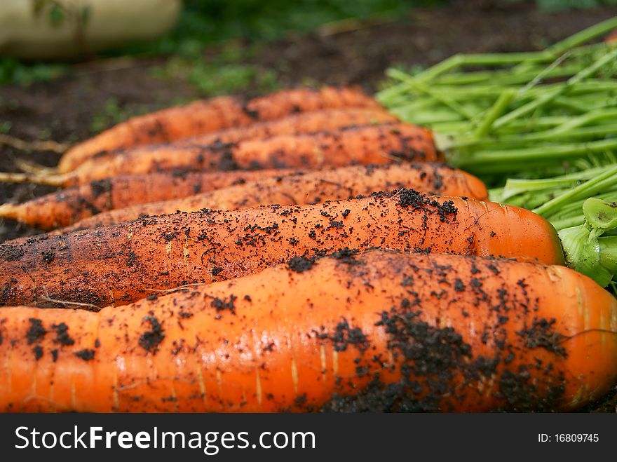 A number from carrots with a tops of vegetable lays on soil. A number from carrots with a tops of vegetable lays on soil