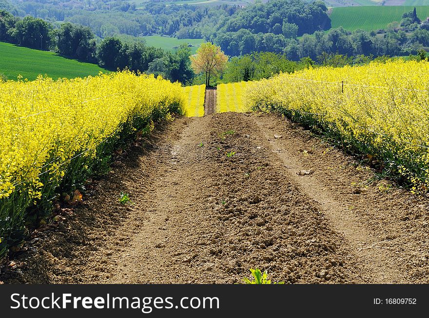 Lone tree standing at the end of a trail crossing a yellow rape field. Lone tree standing at the end of a trail crossing a yellow rape field