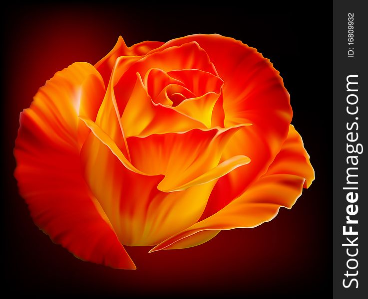 Vector photo-realistic beautiful fiery rose on a black background. Vector photo-realistic beautiful fiery rose on a black background