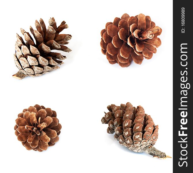 Pine cones