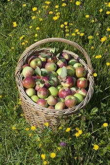 Apple Basket Stock Photos Apple Basket Stock Photos