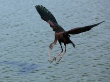 Glossy Ibis Stock Images