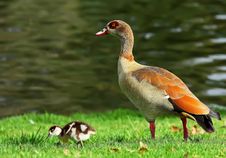 Duck And Duckling Royalty Free Stock Photography