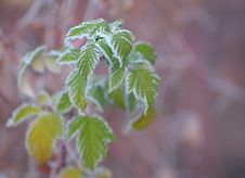 Raspberry Leaves Covered With Frost Royalty Free Stock Photography Raspberry Leaves Covered With Frost Royalty Free Stock Photography