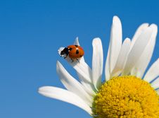 Ladybird On Chamomile Petal Royalty Free Stock Images