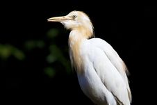 Side Profile Of A Heron. Royalty Free Stock Photo