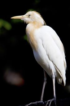White Heron. Royalty Free Stock Photos