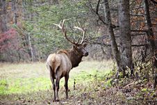 Male Elk In Edge Of Forest Stock Photography