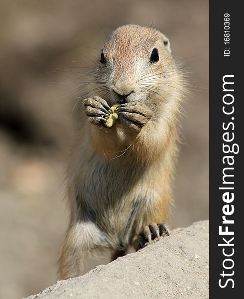 Kid prairie dog are eating peanuts.