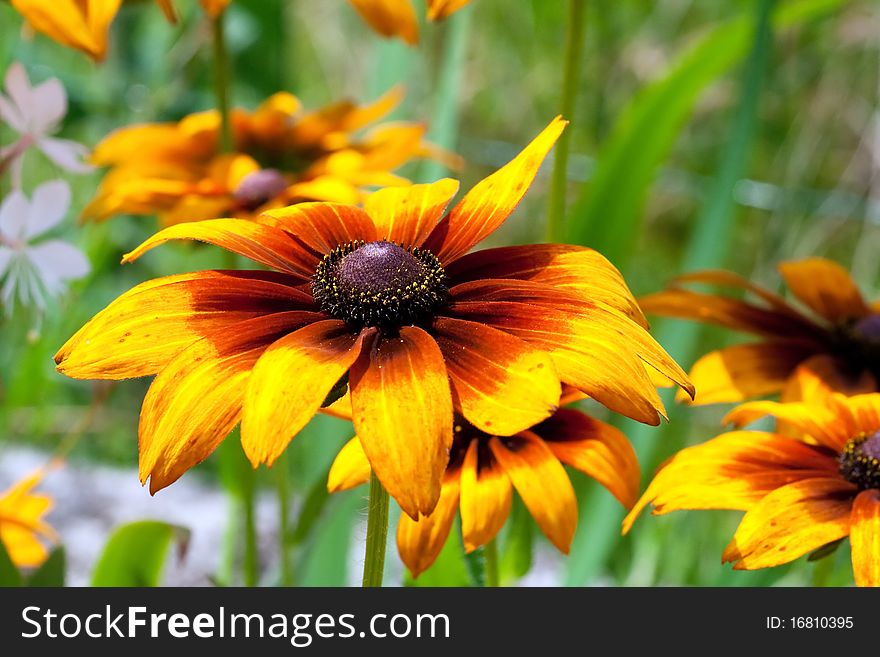 Close up of a yellow and orange rudbeckia with more around.