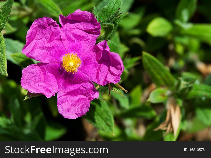 Fuchsia rosa acicularis or wild rose still wrinkled from opening.