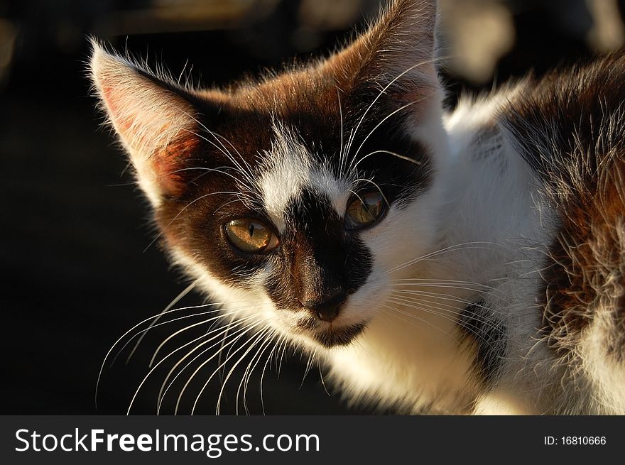 Cute young kitten face closeup