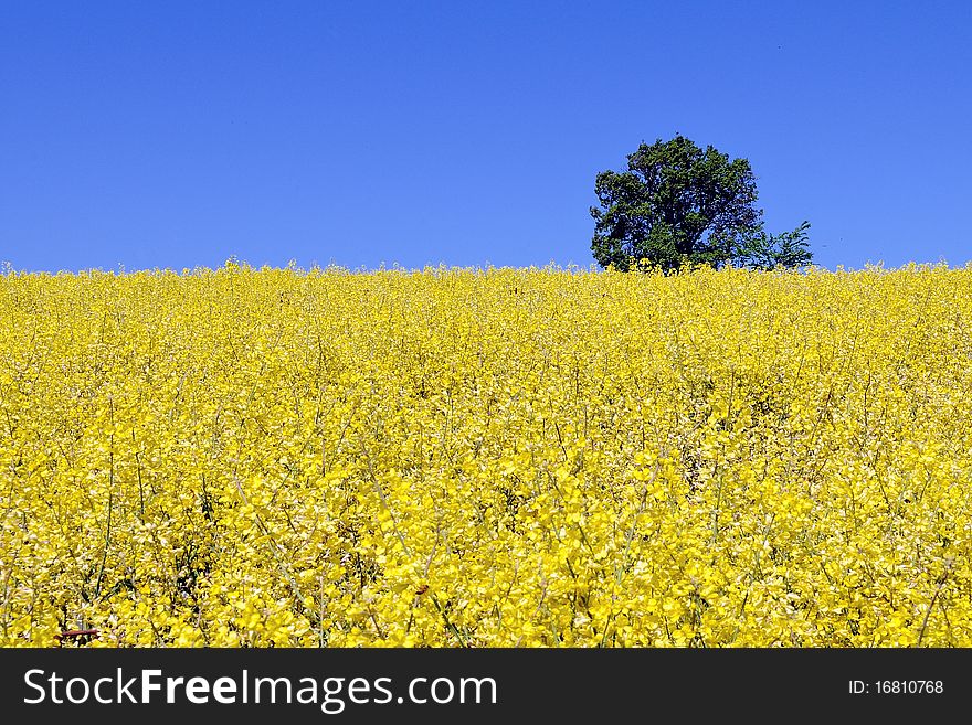 A big oak stands near a yellow field on a spring sunny day. A big oak stands near a yellow field on a spring sunny day