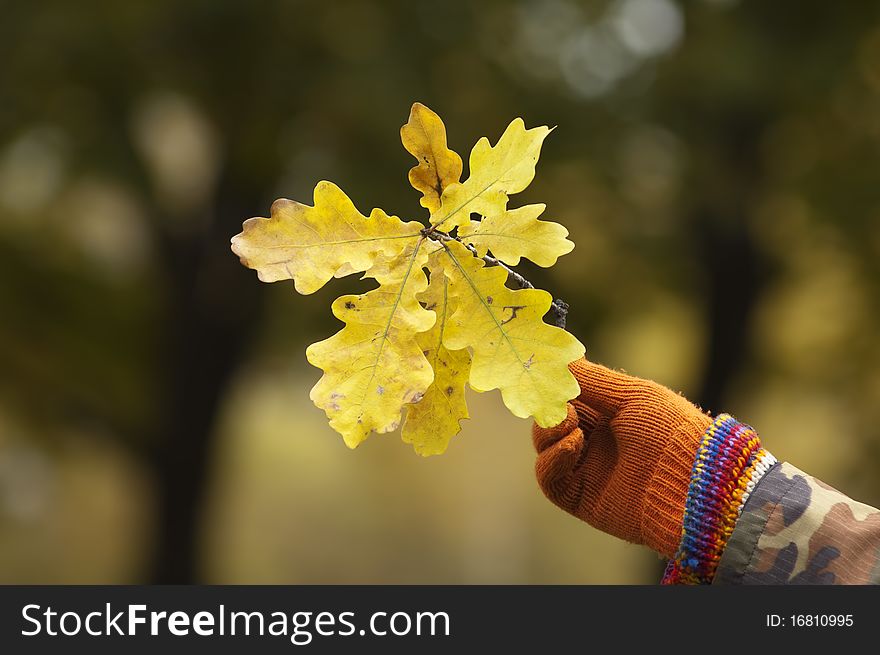 Mans hand in a glove holding oak leaves. Mans hand in a glove holding oak leaves