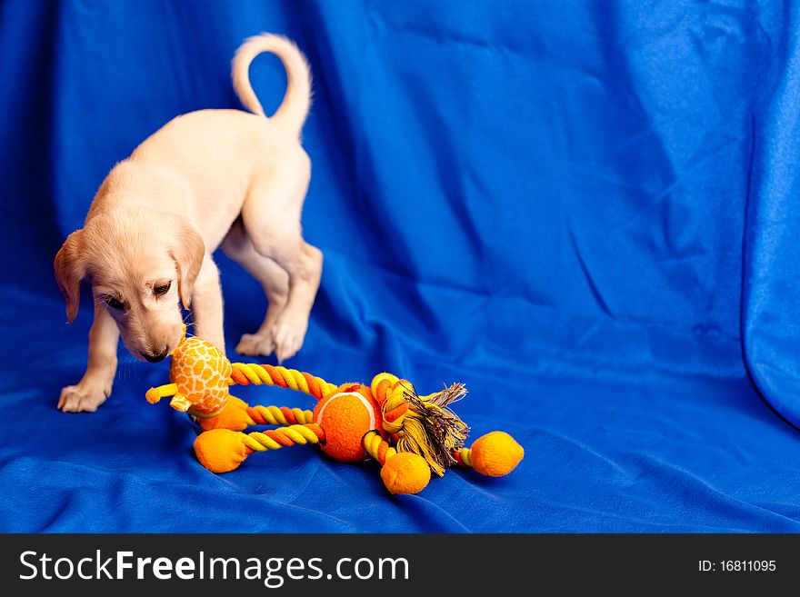 A white saluki pup plays with orange toy on blue background. A white saluki pup plays with orange toy on blue background