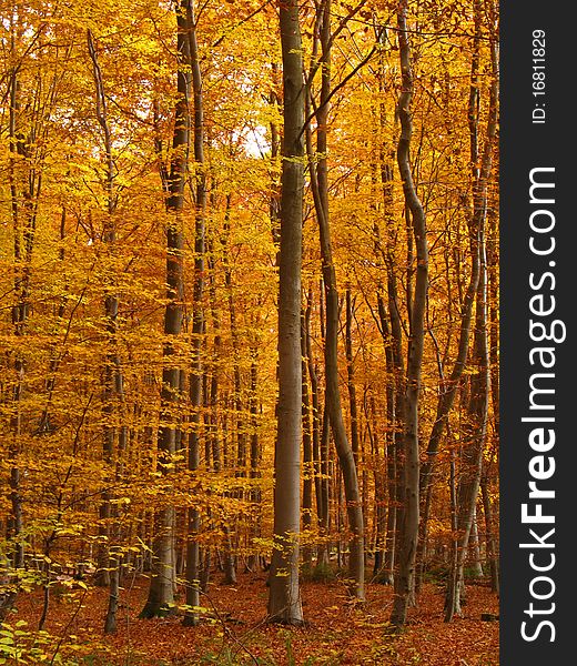 Beech wood in autumn at November. Beech wood in autumn at November