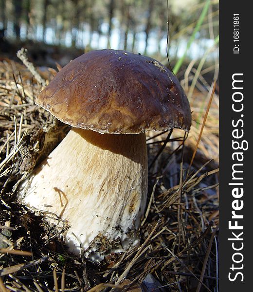 White mushroom in the wood