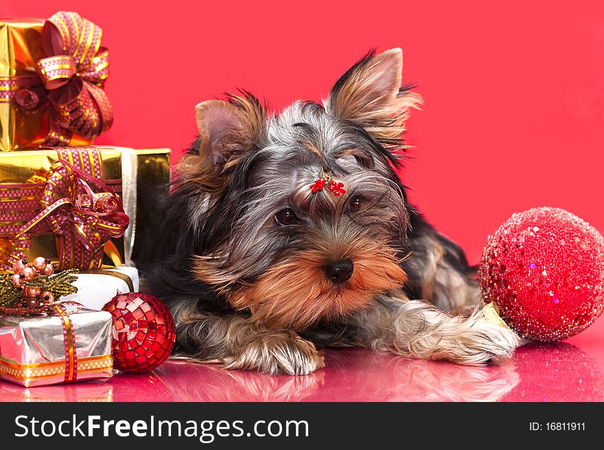 Yorkshire terrier puppy and gifts in gold wrappers