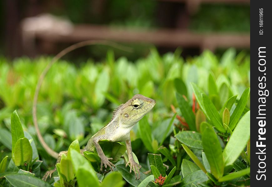 Mini Iguana in green land,Thailand