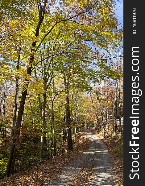 Autumn forest in West Virginia