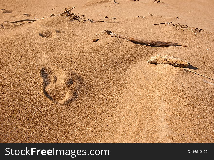 A set of footsteps on a beach pass through the scattered driftwood. A set of footsteps on a beach pass through the scattered driftwood