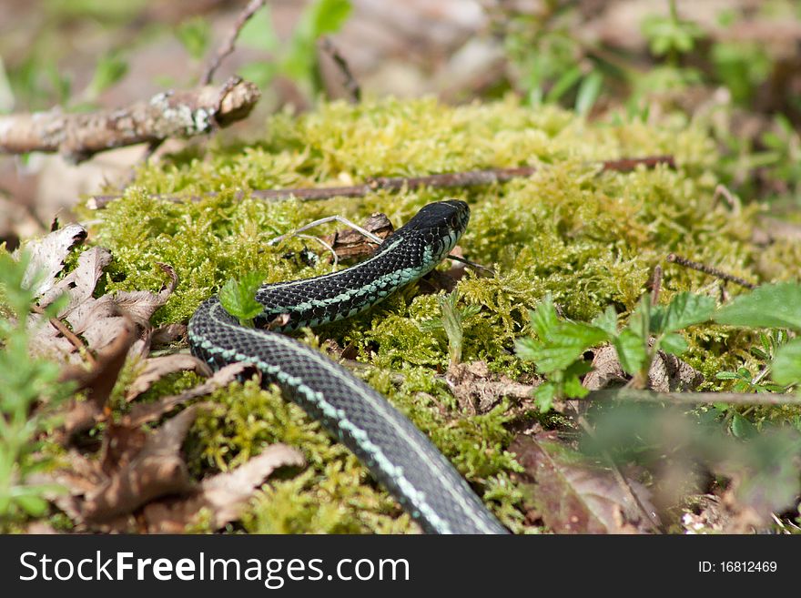 A gardener snake slithering across some moss and twigs.