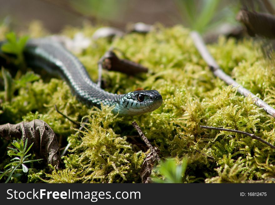 A gardener snake slithering across some moss and twigs.