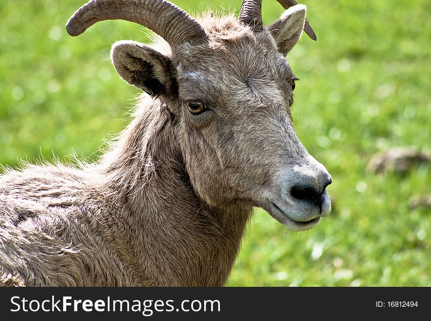 A mountain goat taken at Northwest Trek in Washington State in the free range area