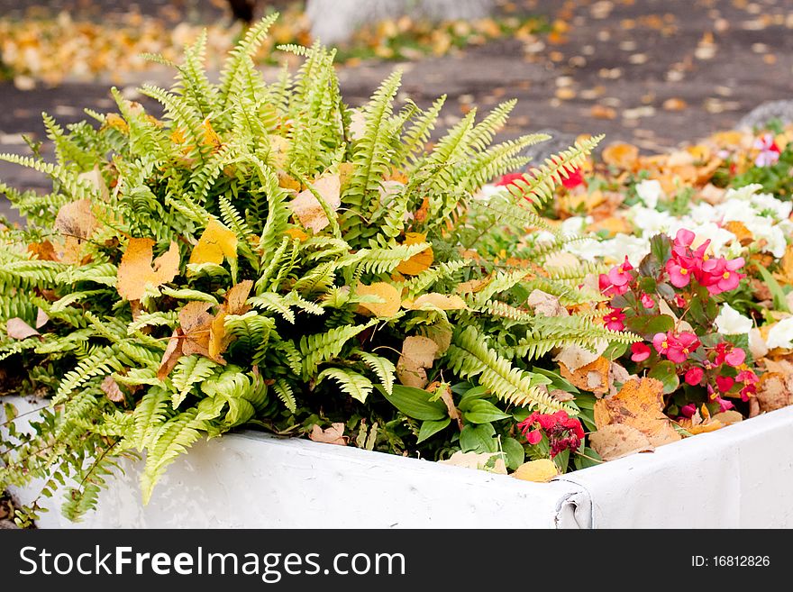 An autumn flowerbed with fern, flowers and yellow leaves
