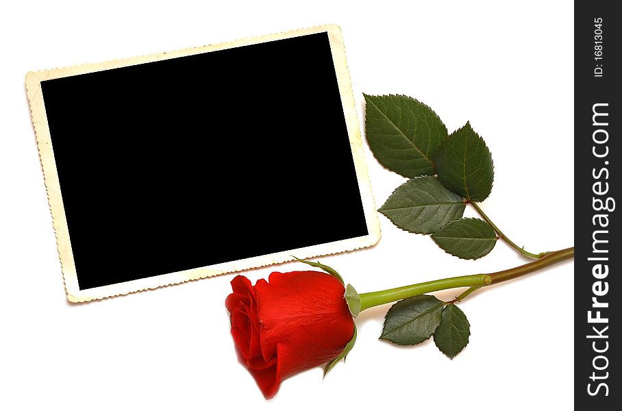 Old photo and red rose on white background