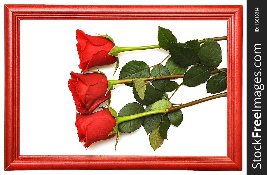 Red fresh roses in wood frames. space for your text