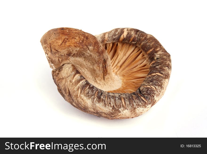 Close up dried mushroom isolated on white background. Close up dried mushroom isolated on white background