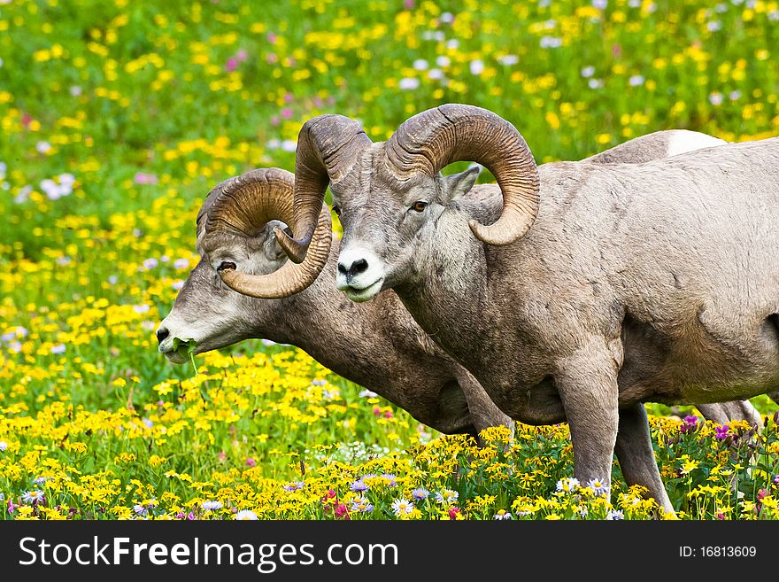 One ram keeping watch while the other munches on grass and flowers. One ram keeping watch while the other munches on grass and flowers.