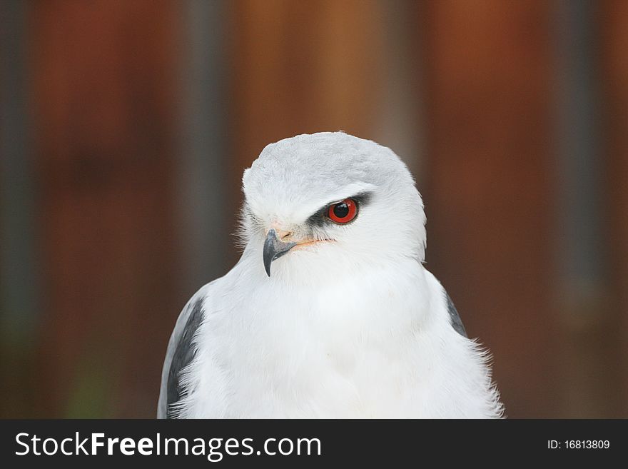 Black-shouldered Kite