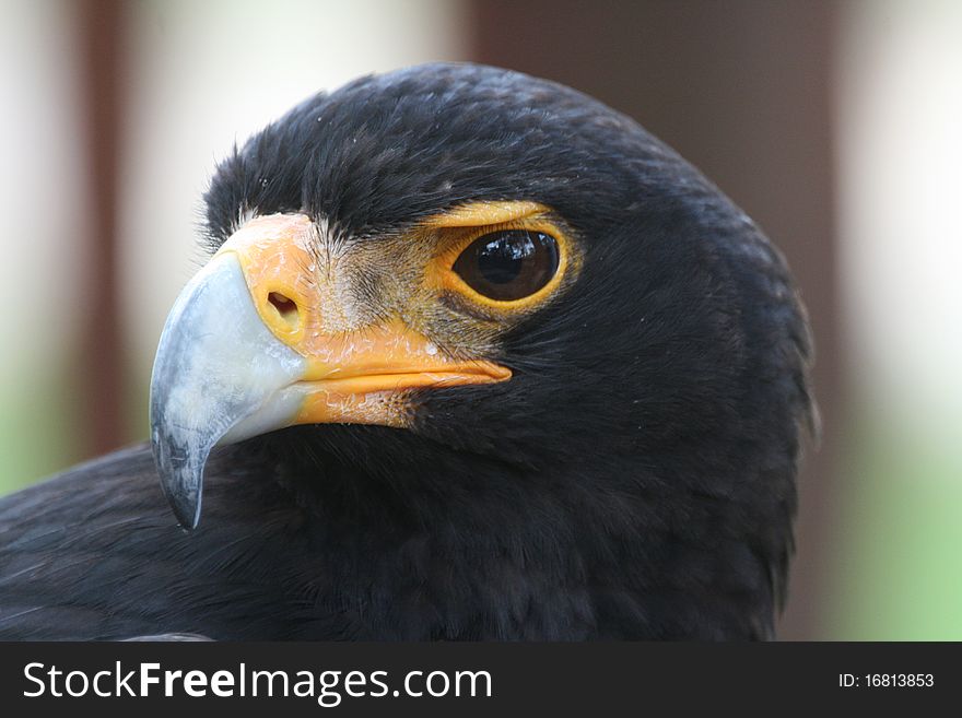 Close up Portrait of Verreaux's Eagle(Black Eagle).