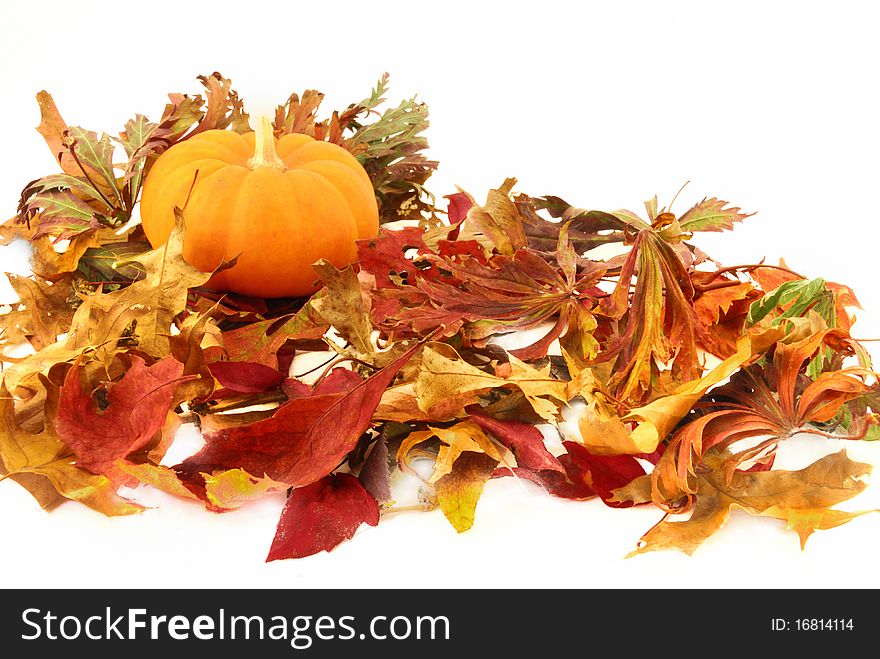 Pumpkin perched on bed of colorful Autumn leaves. Pumpkin perched on bed of colorful Autumn leaves