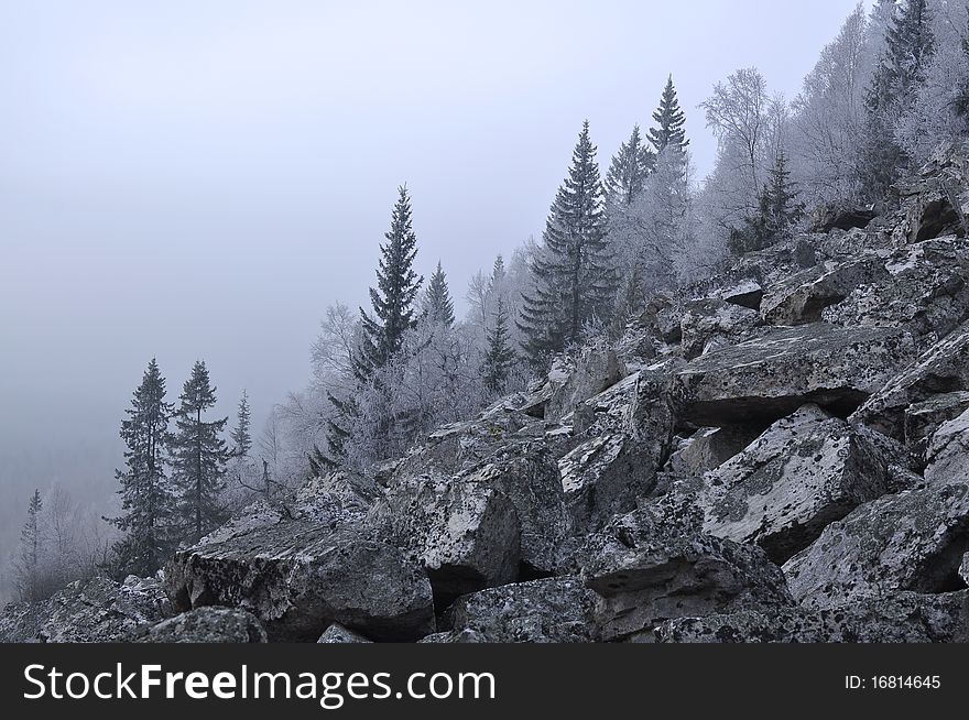 Fir-tree in the hoar-frost on the rocks. Fir-tree in the hoar-frost on the rocks