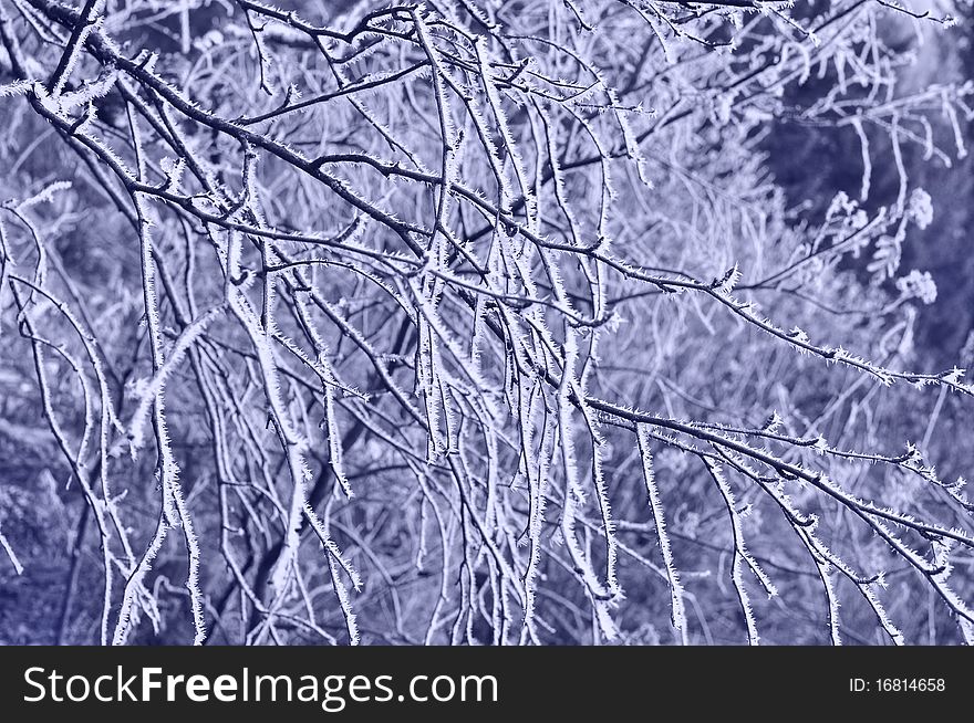 Branch in the hoar-frost