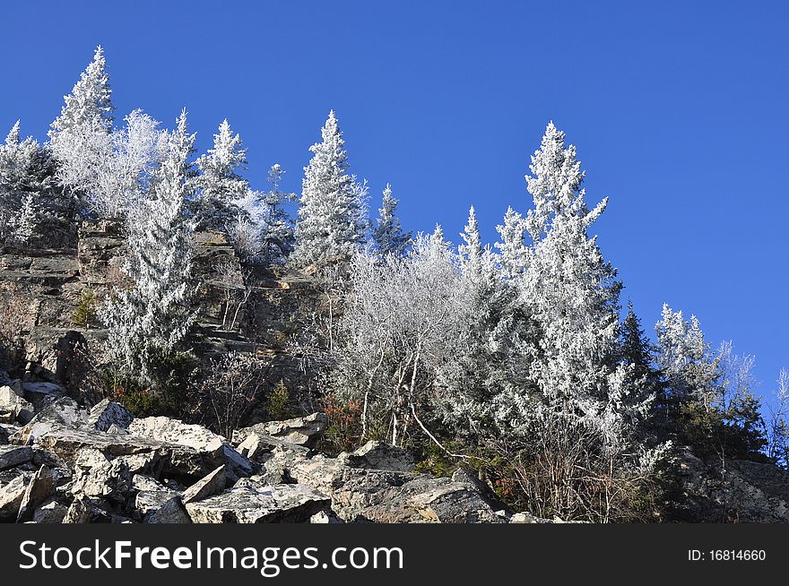 Fir-tree in the hoar-frost on the rocks. Fir-tree in the hoar-frost on the rocks