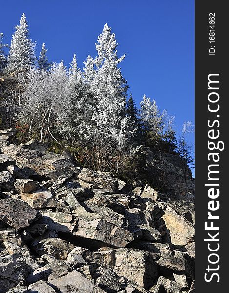 Fir-tree in the hoar-frost on the rocks. Fir-tree in the hoar-frost on the rocks