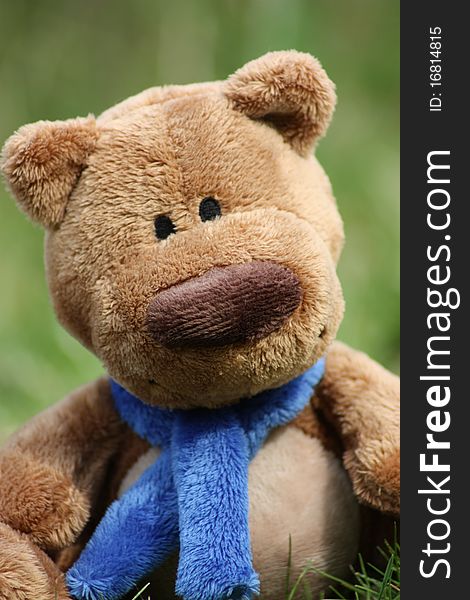 Teddy bear with blue scarf sitting on grass