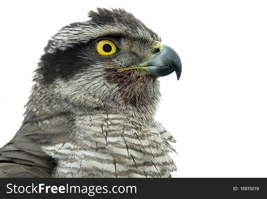 Bird hawk isolate white background